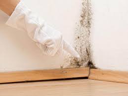 Trusted Owatonna, MN Mold Prevention & Removal  Experts